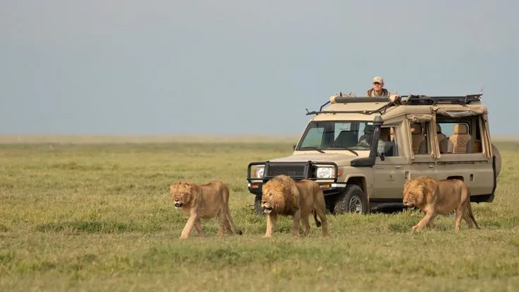 8 Days Migration Safari